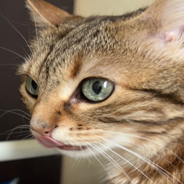 Bella