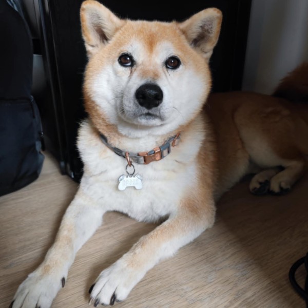 Yuzu