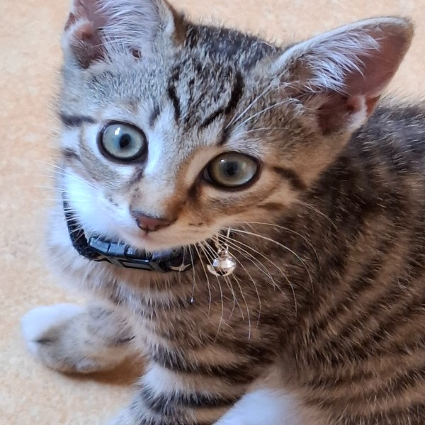 Photo de SAMBA