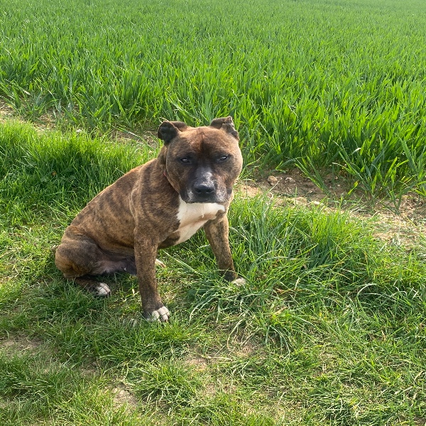 Photo de Chaka