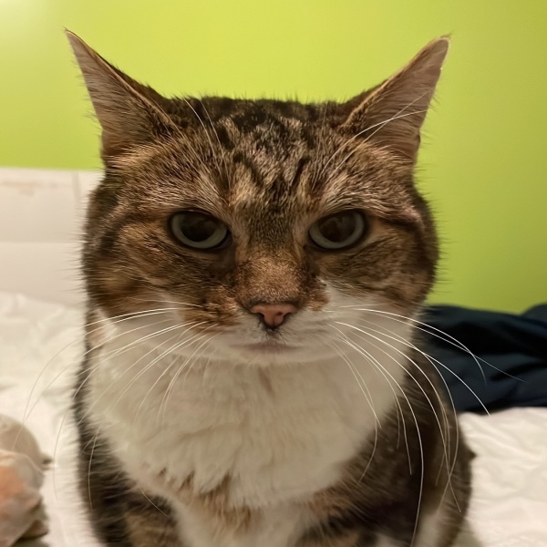 Isa