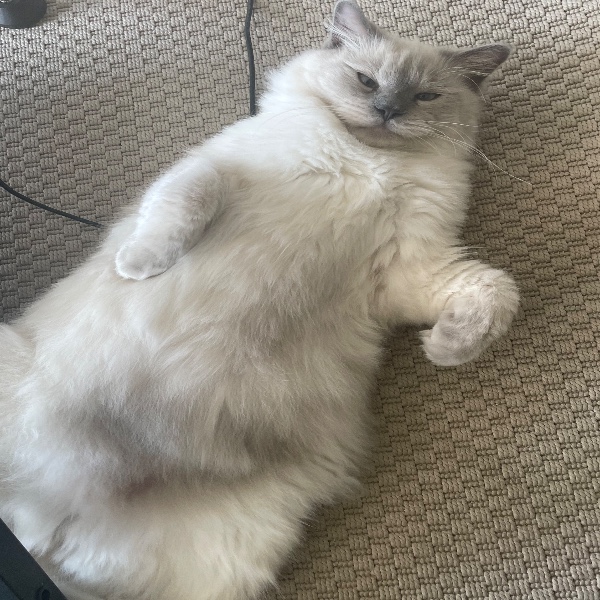 Boulette