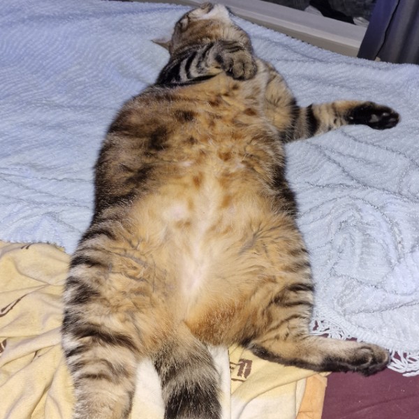 Tama
