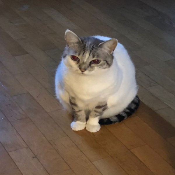 Photo de Chouquette