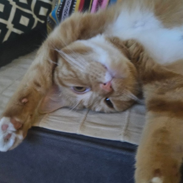 Photo de Tika