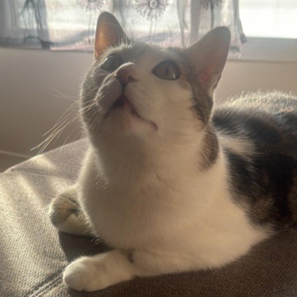 Photo de Simba