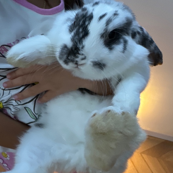 Oreo