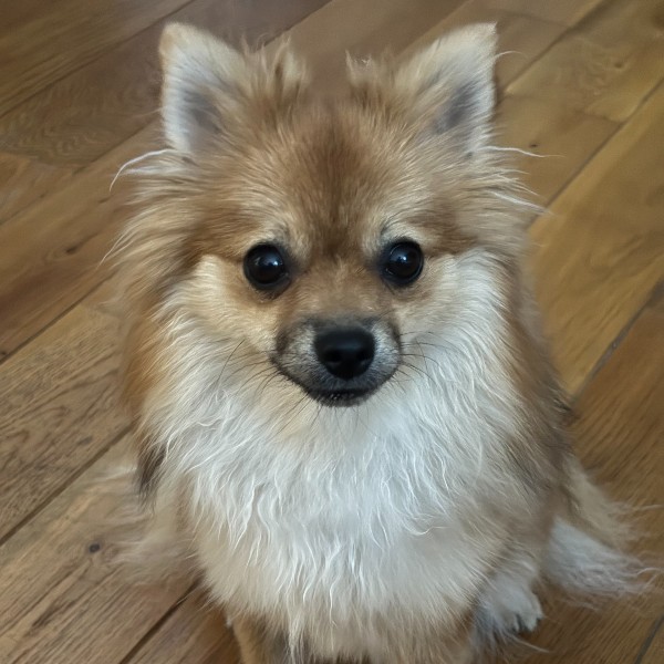 Photo de Minnie