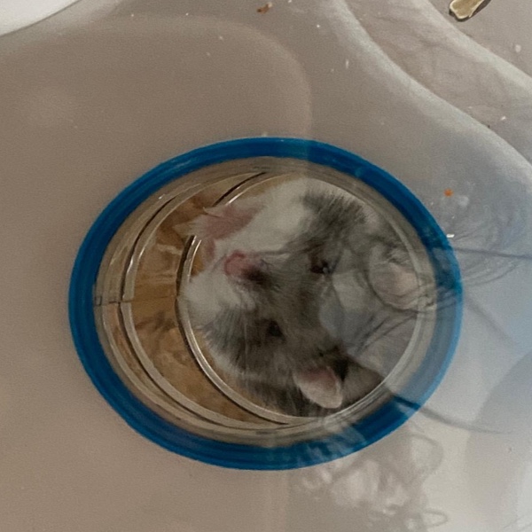 Photo de Pipa