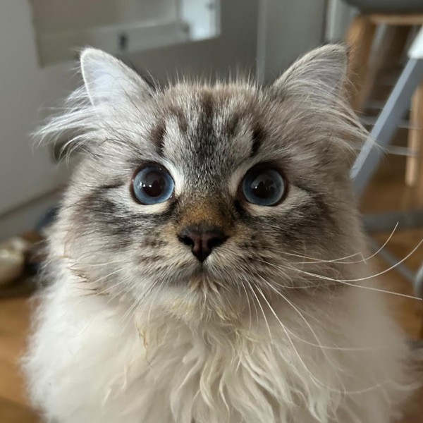 Photo de Catsy