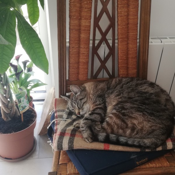 Photo de Vodka