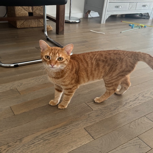Photo de Milo