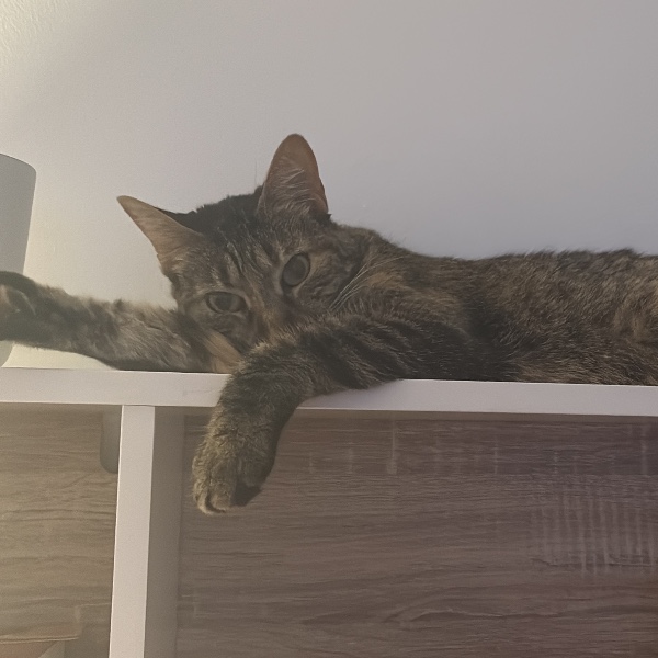 Photo de Menta