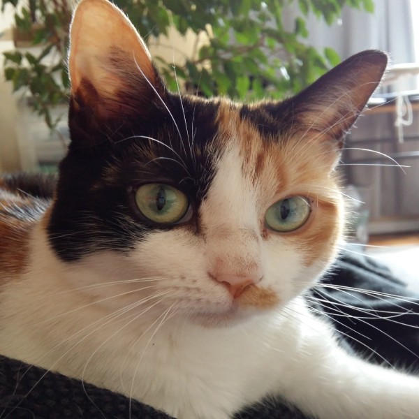 Photo de Lutti