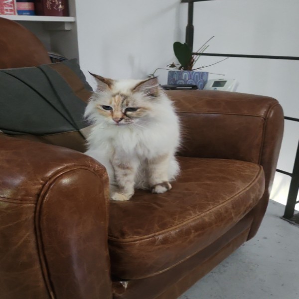 Photo de NOUGAT