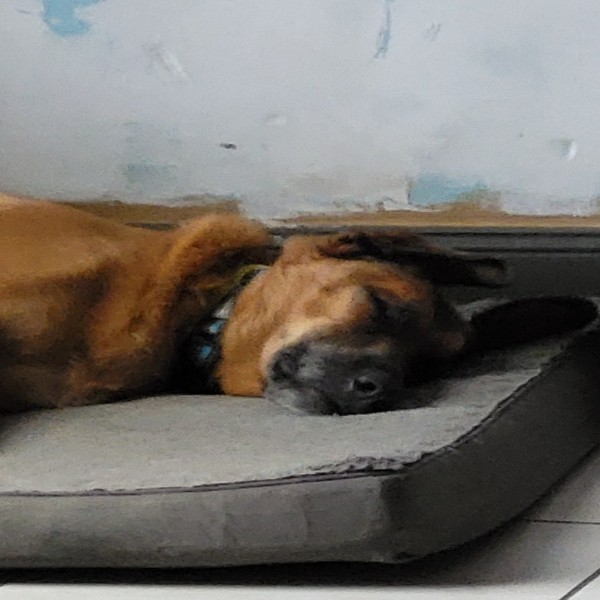 Photo de Rex