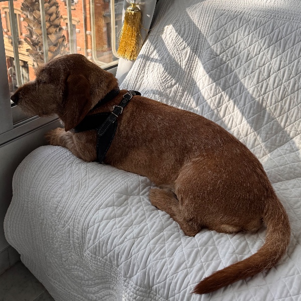 Photo de PADDY