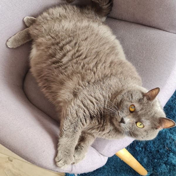 Photo de Luna