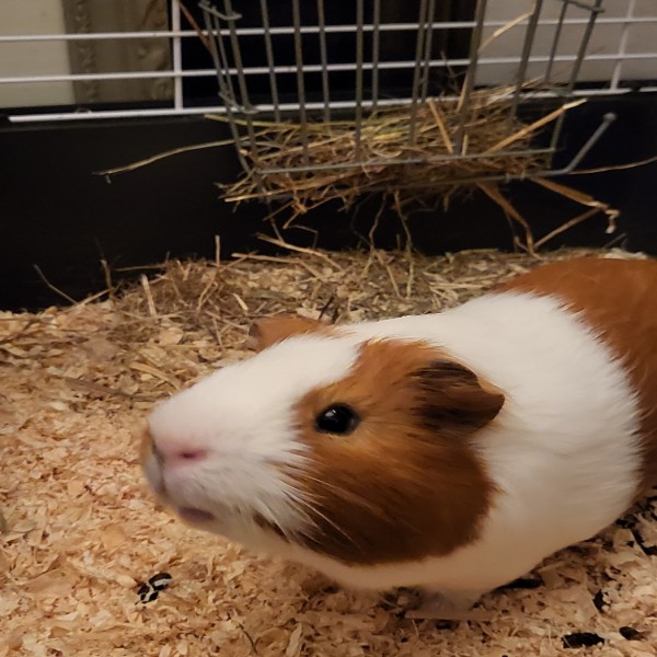 Photo de Chopper