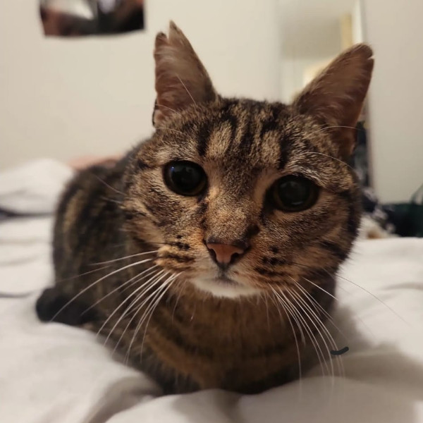 Merlin
