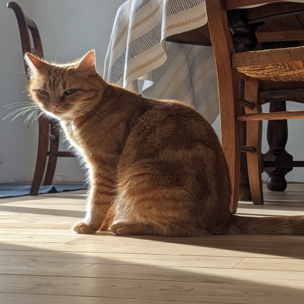 Photo de Noisette