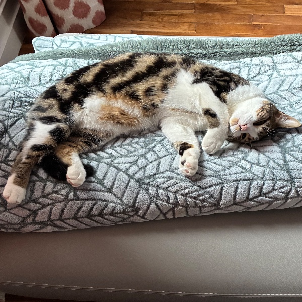 Photo de Rocket