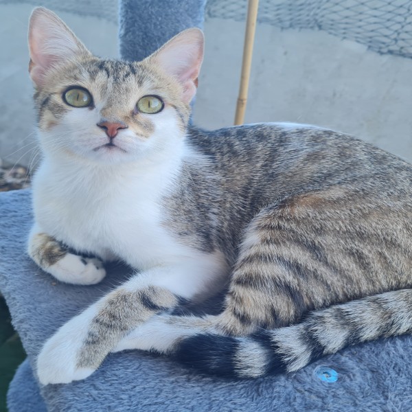 Photo de Nala