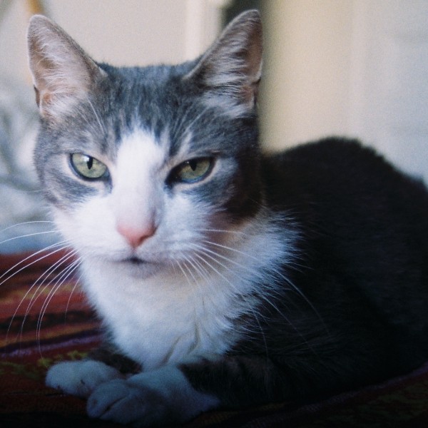 Photo de Gandalf
