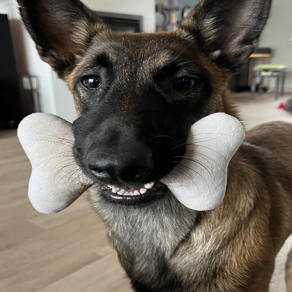 Photo de Tesla