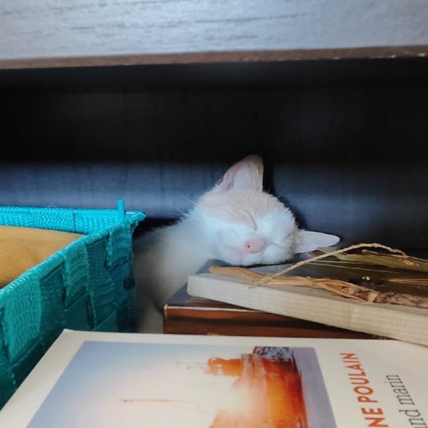 Photo de Cookie