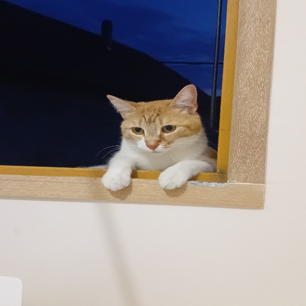 Photo de Broceliande