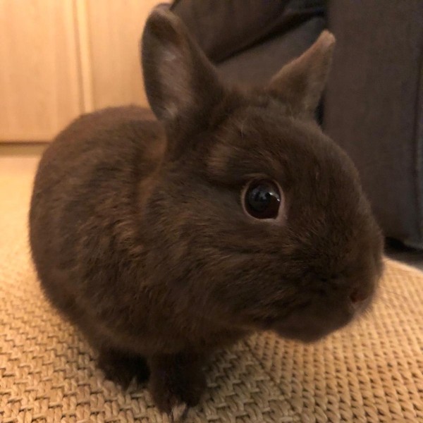 Photo de Brownie