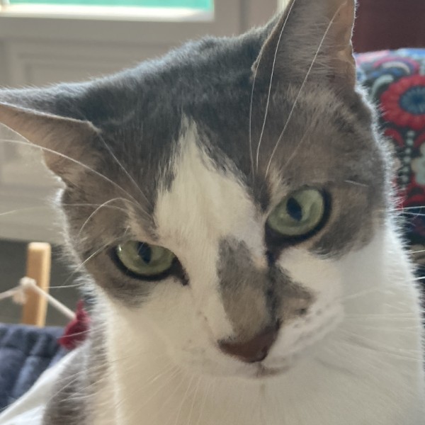 Photo de Gribouille