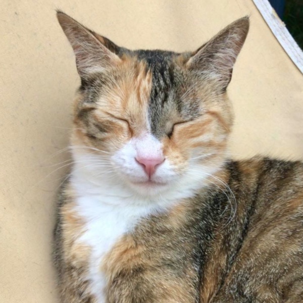 Mėlo