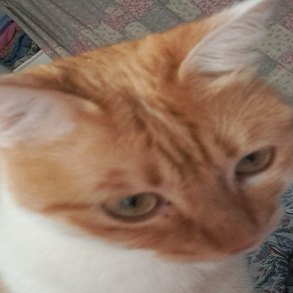 Photo de Luna