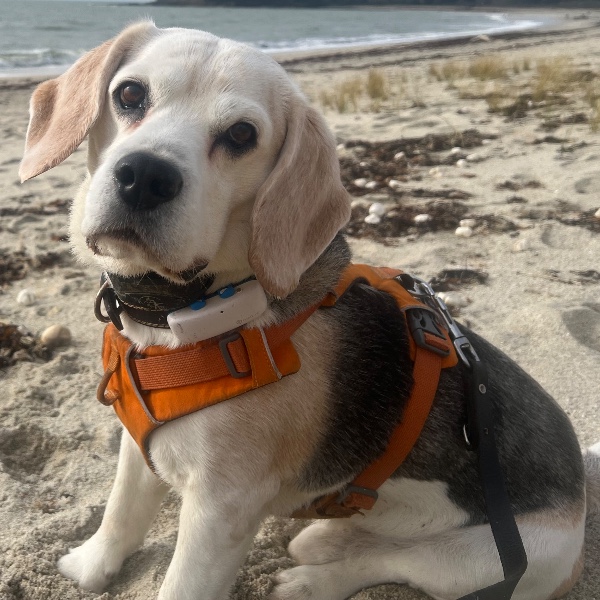 Photo de Snoopy