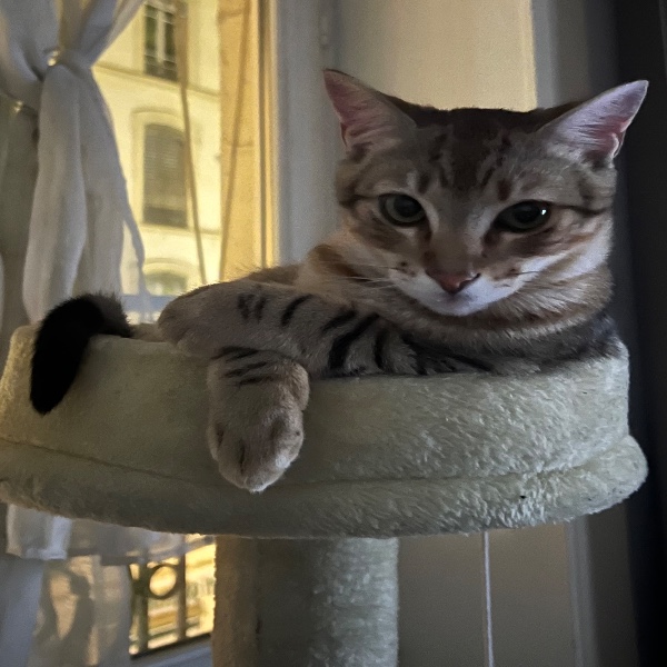 Lapinou