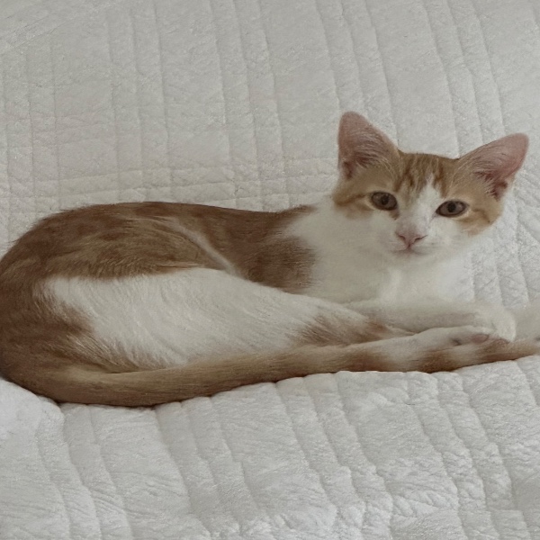 Biscuit