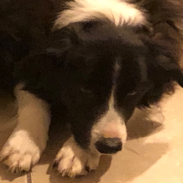 Moy
