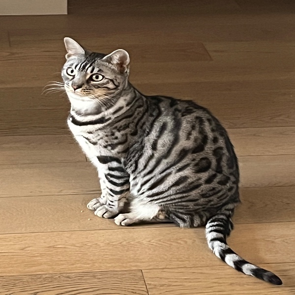 Photo de Taïga