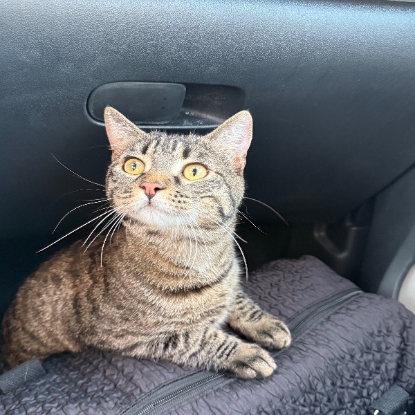 Photo de Neko