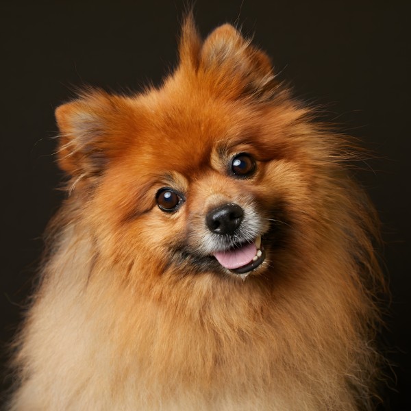 Simba