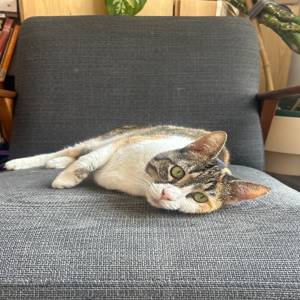 Tchitchit