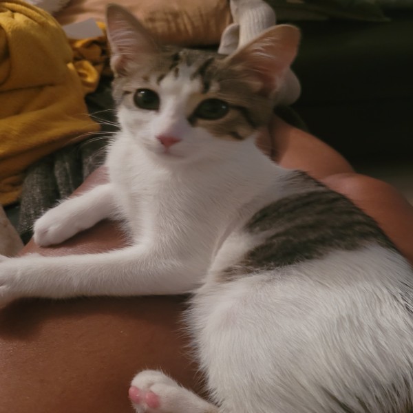 Photo de Tika