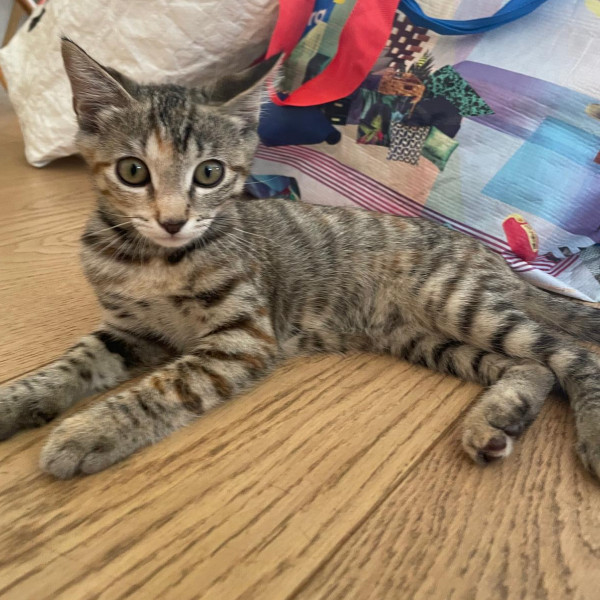 Photo de SUKI