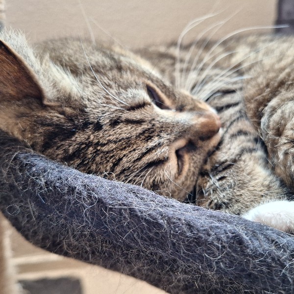 Photo de Mimmie