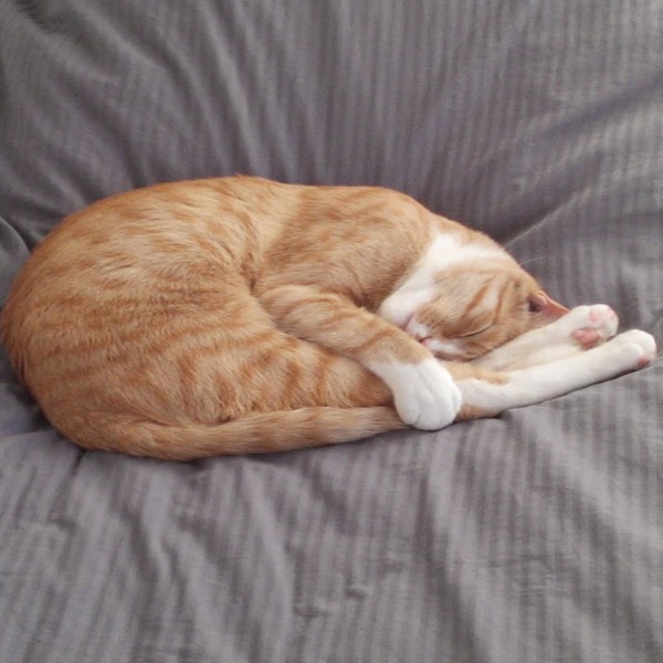 Photo de Sockett