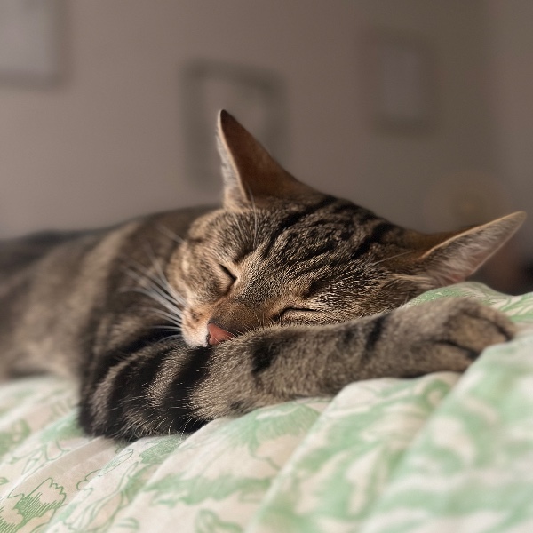 Nala