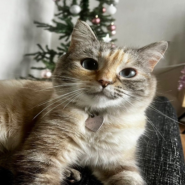 Akyra