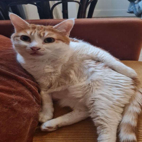 CHIVÍ